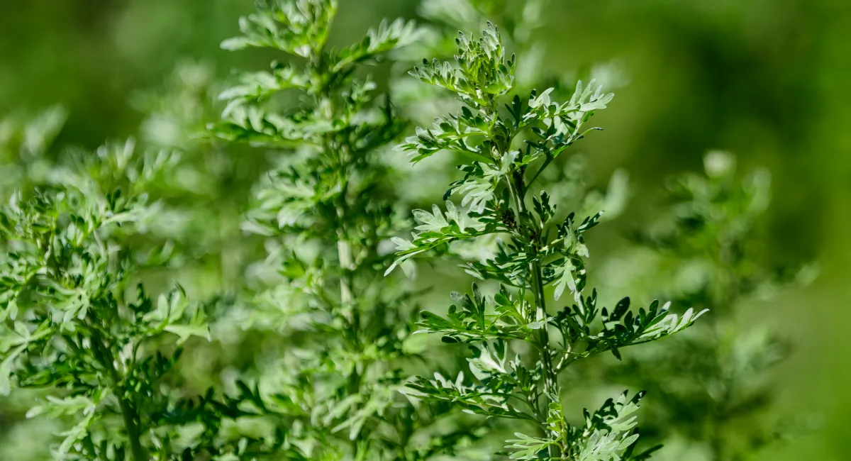 image-banner-stock-close-up-of-fresh-green-leaves-of-artemisia-1285130532 (1).webp