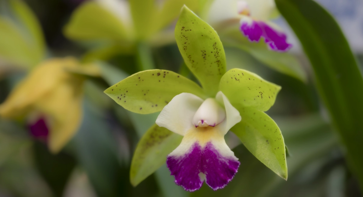 orchids