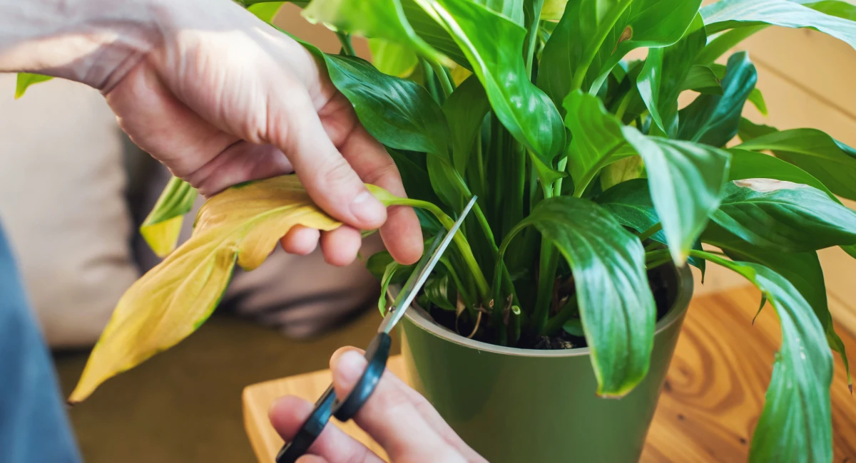 Caring for indoor plants during winter months | Ambius US