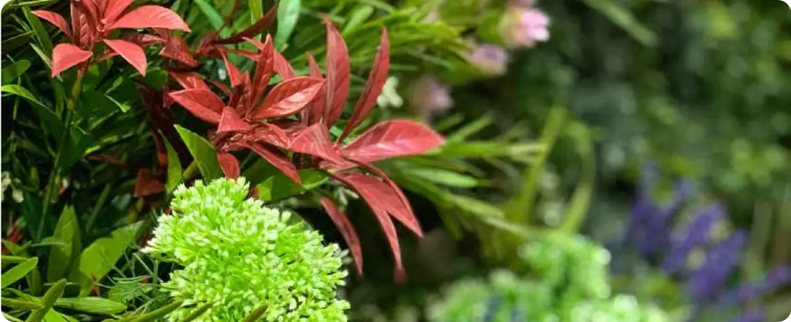 Loose replica plants