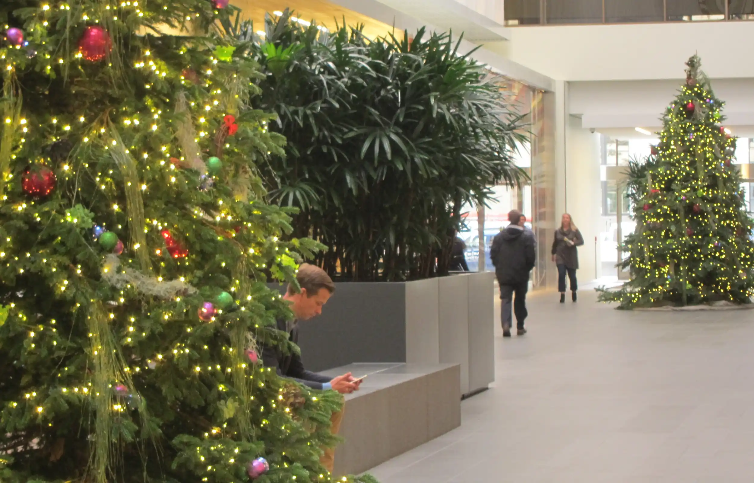 Christmas trees in an office lobby
