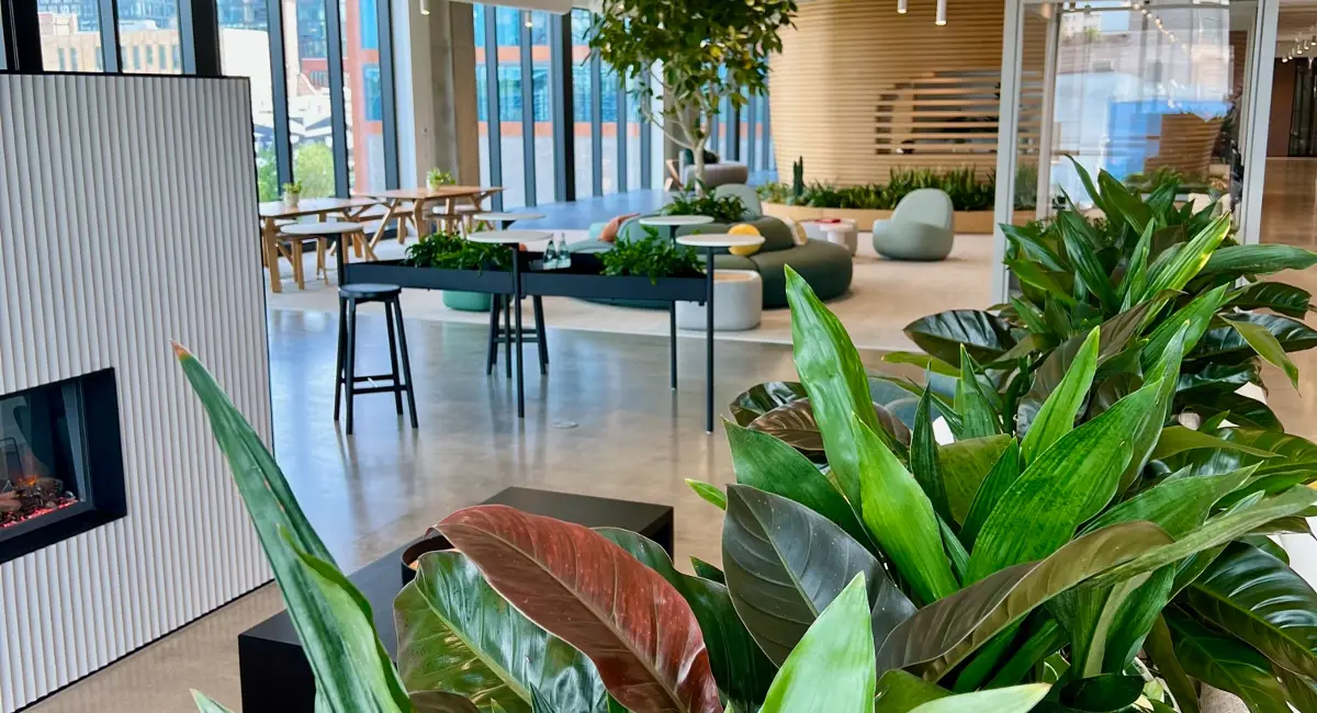 Live plants in showroom