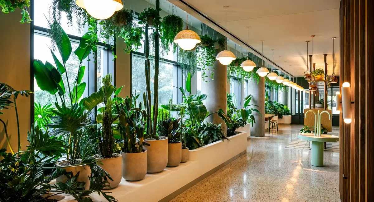 Potted plants next to windows