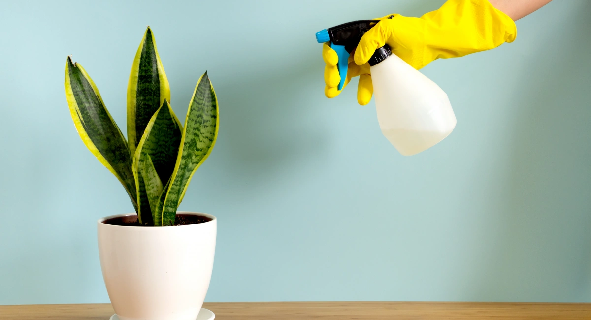 spray