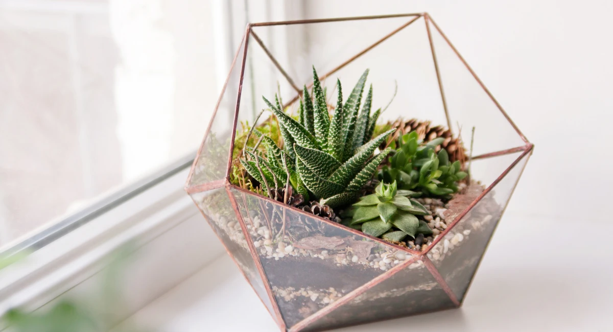 terrarium