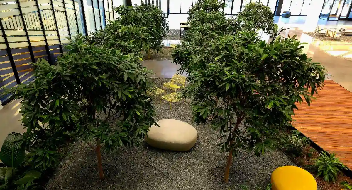 live trees indoors with chairs in the middle