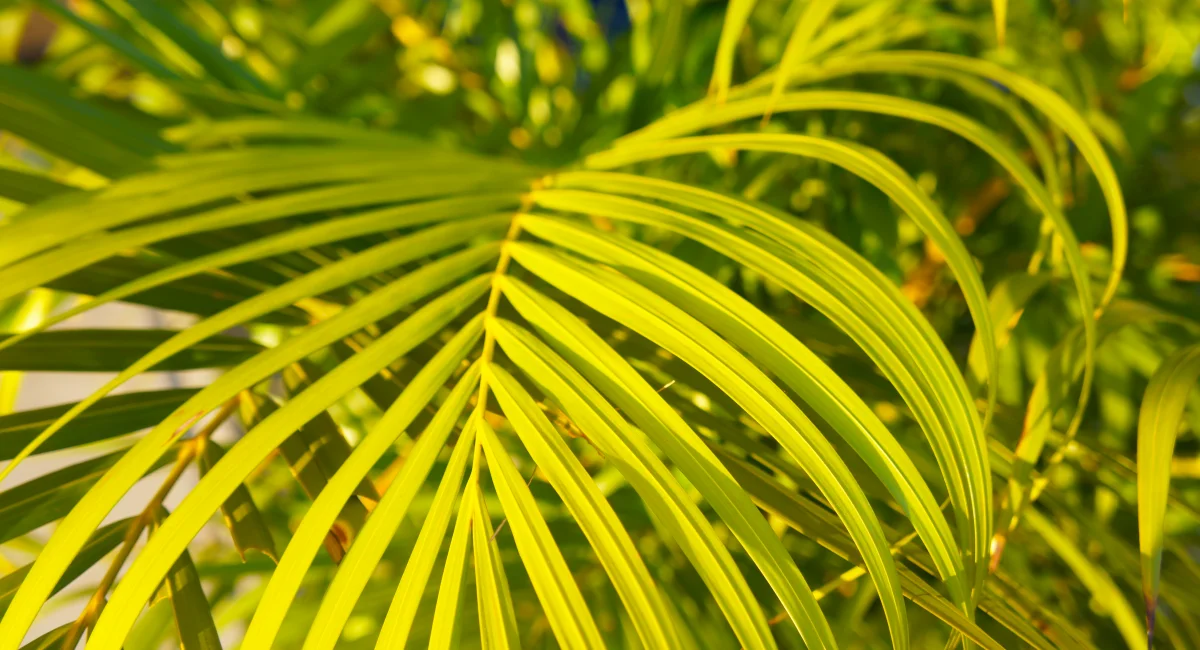image-banner-stock-bamboo-palm-or-chamaedorea-seifrizii-green-leaves-1195917436.webp