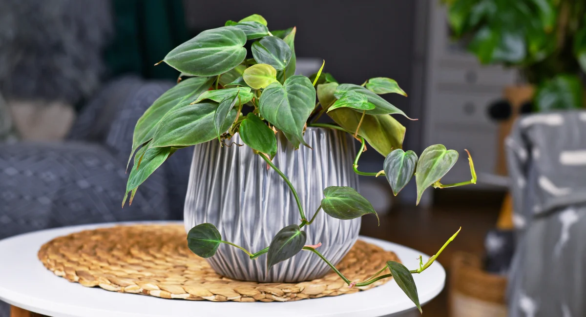 image-banner-stock-tropical-philodendron-hederaceum-micans-1253611126.webp