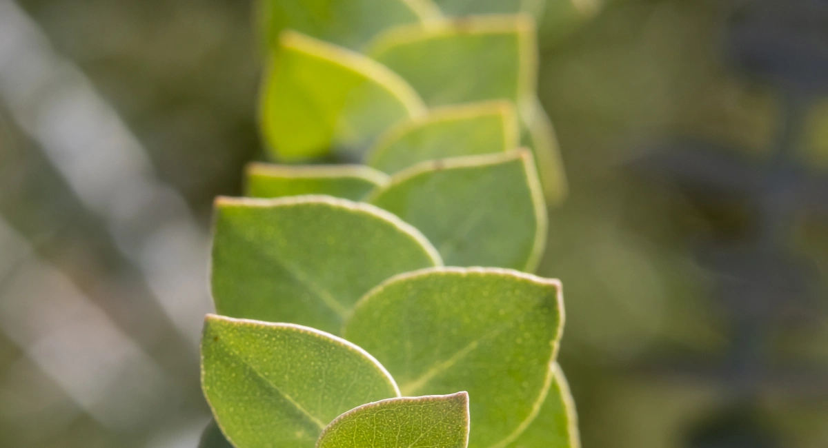 image-banner-stock-a-bee-on-flowering-euphorbia-myrsinitis-in-march--1470714744.webp