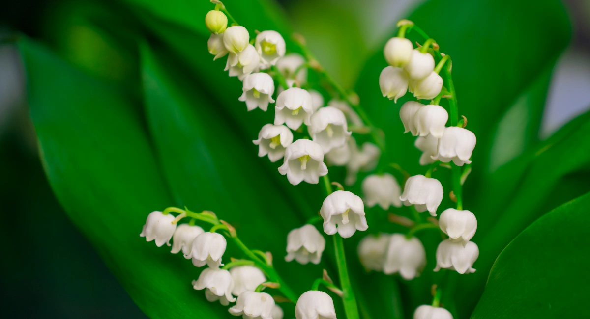 image-banner-stock-beautiful-spring-natural-flowers-background-1389325129.webp