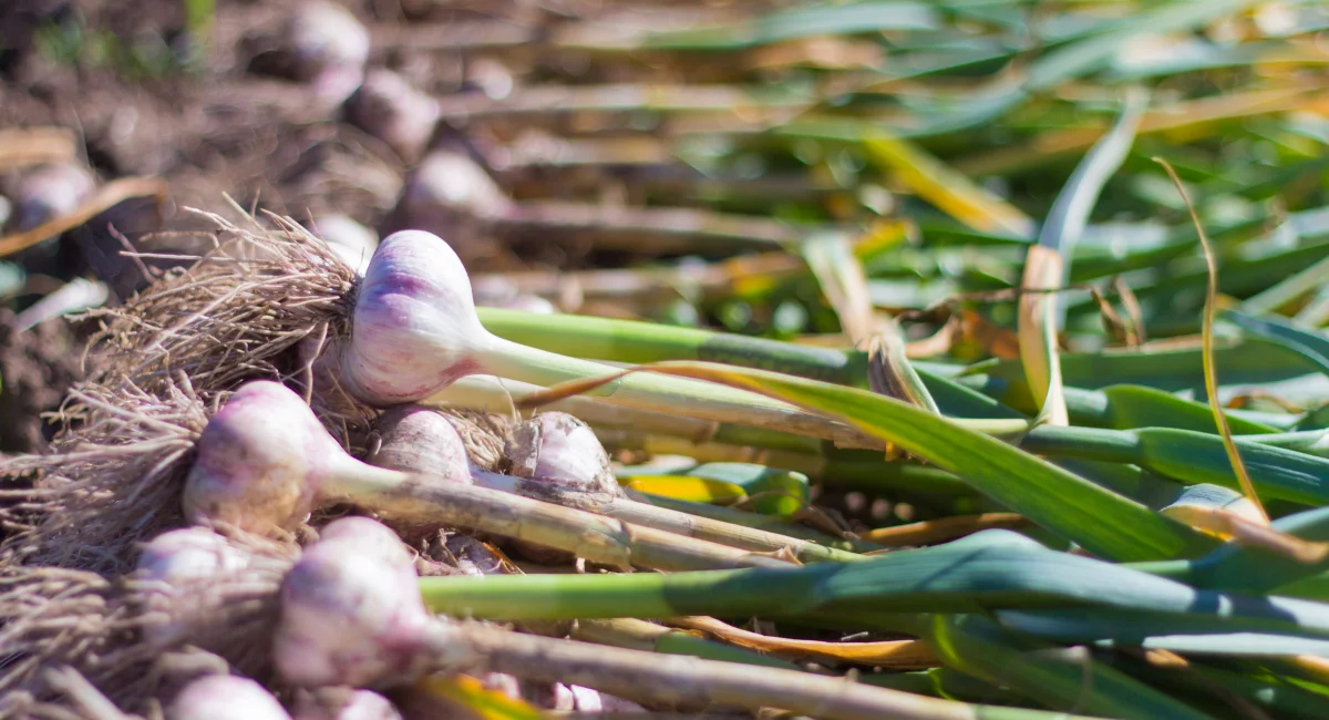 image-banner-stock-young-garlic-on-the-ground-1010105320.webp