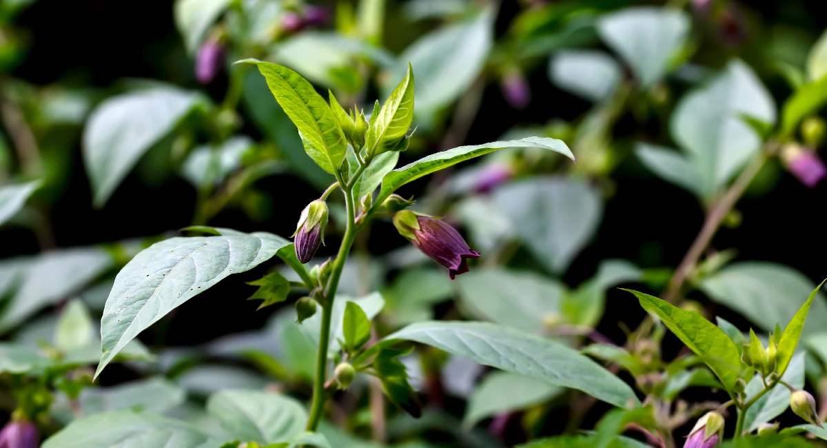 image-stock-ambius-nightshade-poisonous-getty-1359253594.webp