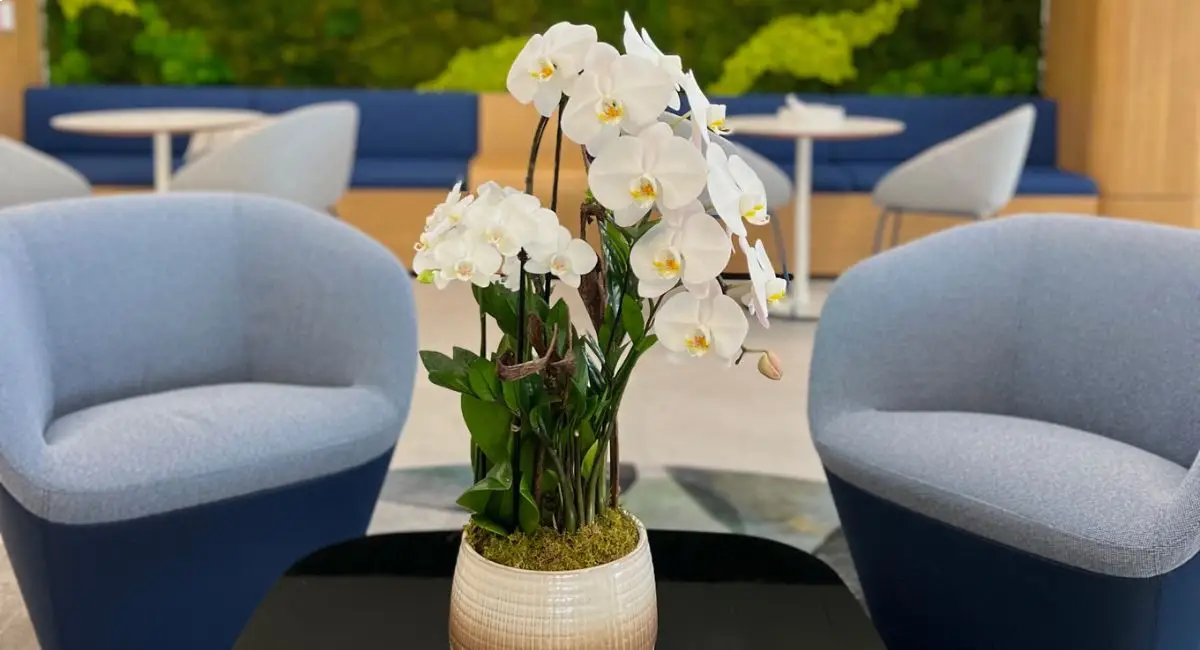 Live Orchid on table in front of moss wall