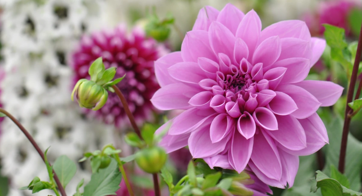 image-banner-stock-dahlia-flower-1127402003.webp