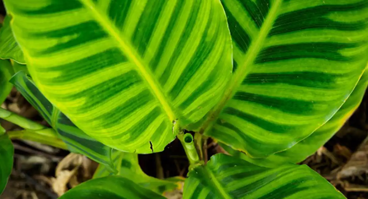 Calathea