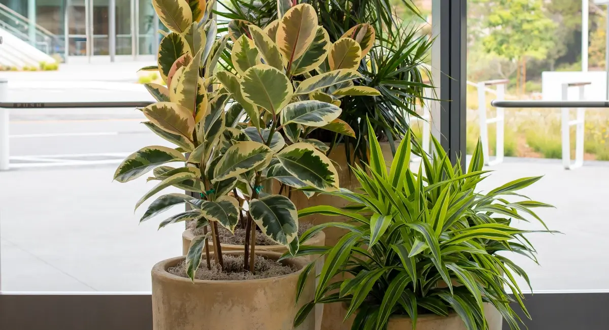 Indoor greenery in biotech courtyard