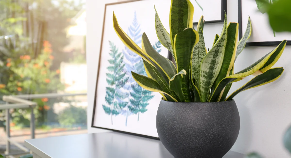 image-banner-stock-potted-plant-and-beautiful-picture-on-grey-chest-1398268774.webp