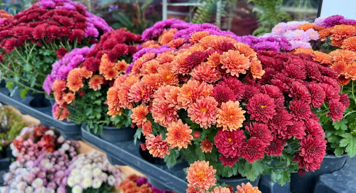 Mums in various colors