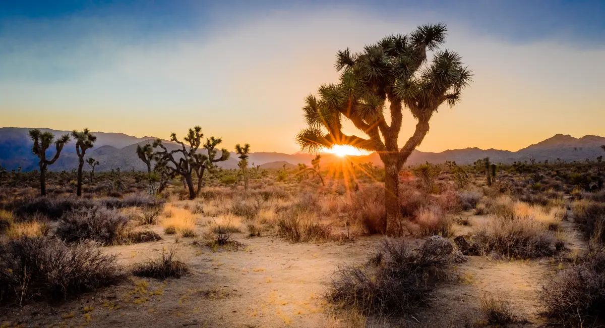 image-banner-stock-sunset-on-the-desert-landscape-in-joshua-tree-1007336828 (1).webp