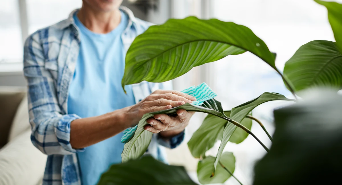 image-banner-stock-cleaning-leaves-of-houseplant-1139901576.webp
