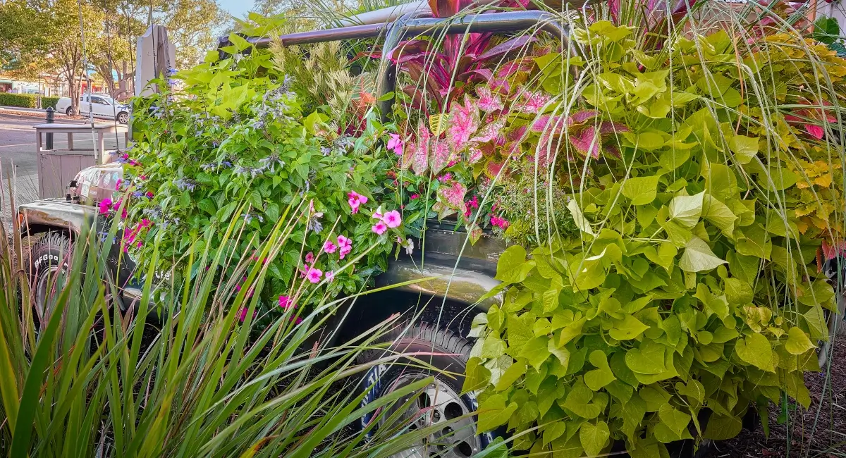 Live plants in old car