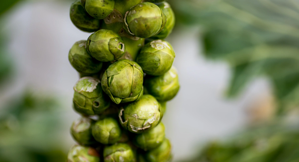 image-banner-stock-brussel-sprouts-growing-on-the-plant-stalk-1386908987.webp