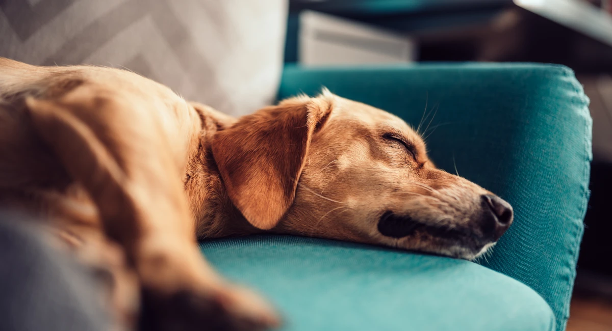 image-banner-stock-dog-sleeping-on-a-sofa-1012535542.webp