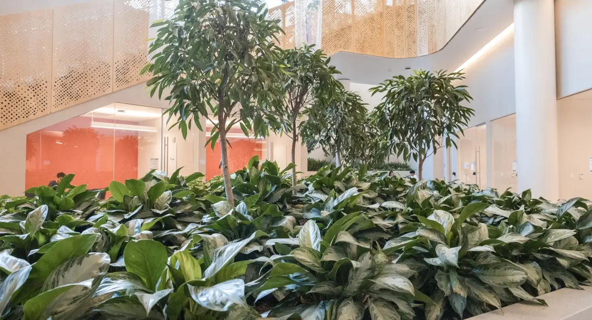 Lush indoor garden bed with silver bay aglaonema plants and small trees in a modern campus building.