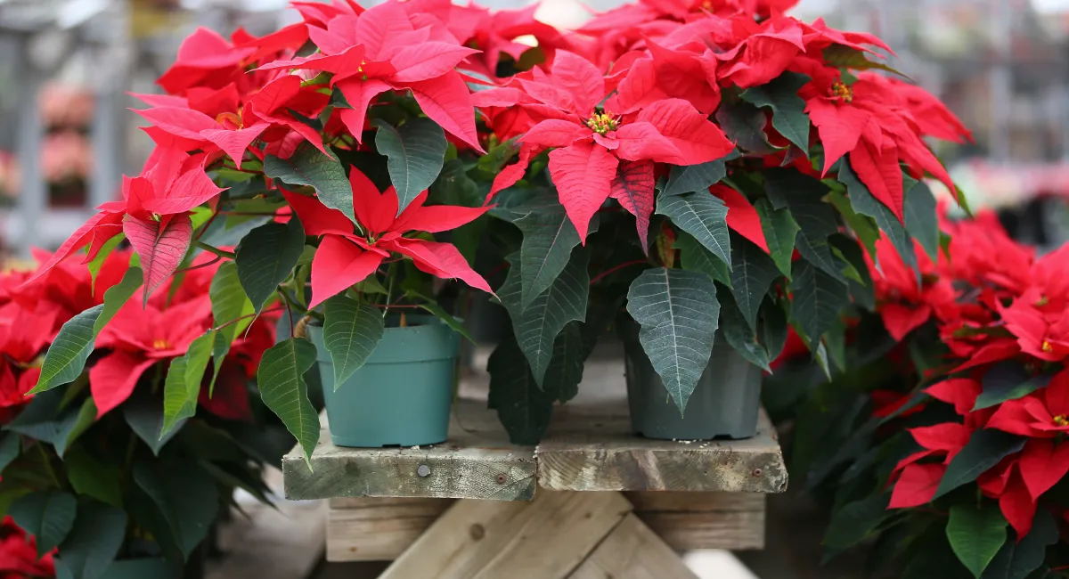 image-banner-stock-christmas-poinsettia-497054432.webp