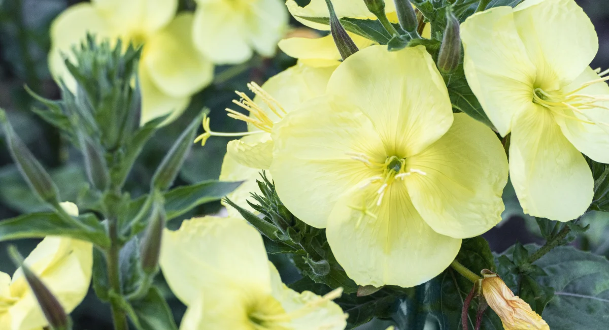 image-banner-stock-oenothera-biennis-1414797368.webp