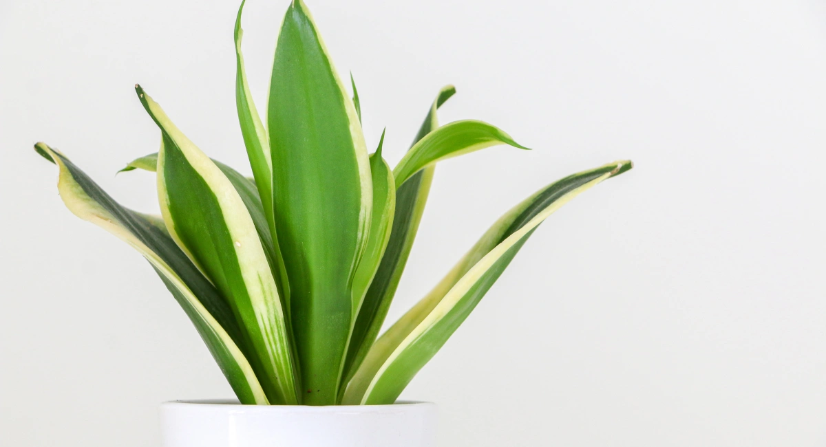 Dracaena plant with green and cream variegated leaves in white pot