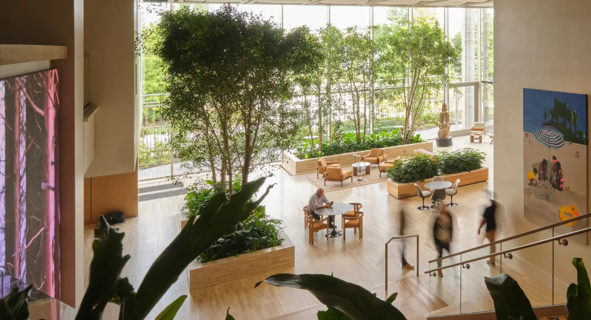 Built-in planters with short foliage and multiple 22-foot Ficus trees in a beautiful, glass lobby space.