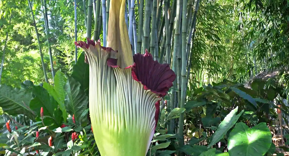 Titan Arum: the largest flower in the world | Ambius US