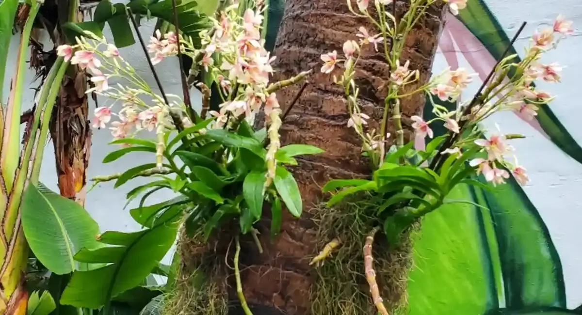 Pink flowers on trees