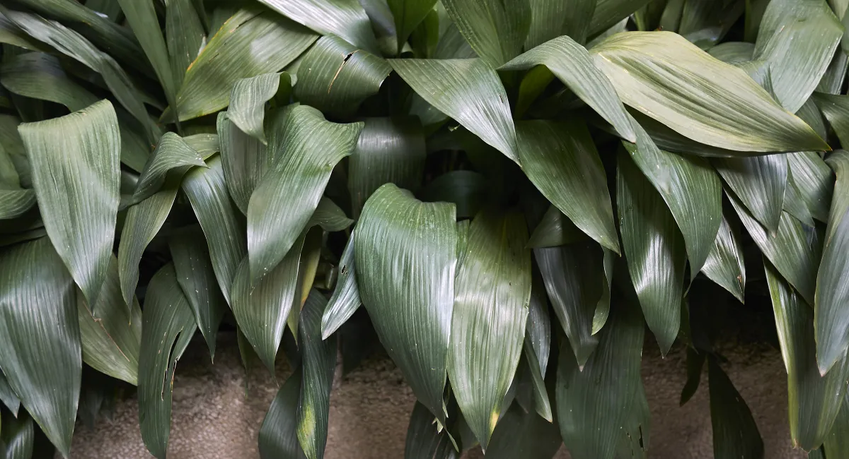 image-banner-stock-aspidistra-elatior-1069782908.webp