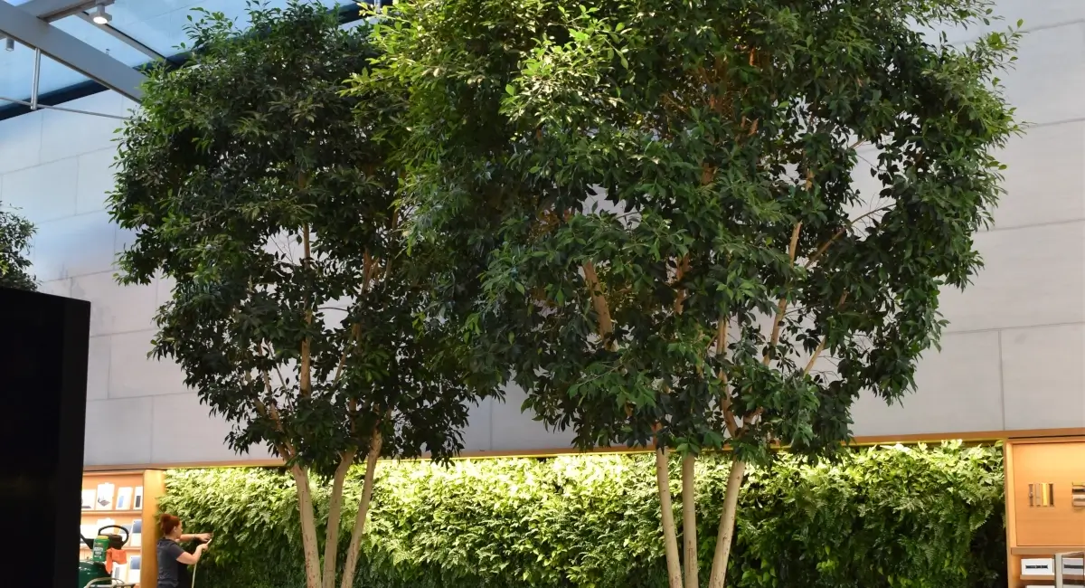 Indoor greenery in tech retail store