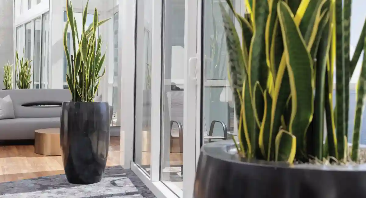 Snake plants in big pots