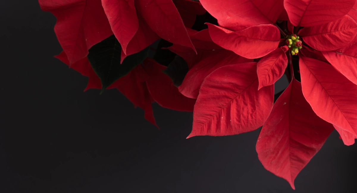 image-banner-stock-bright-red-poinsettia-on-black-1357021247.webp
