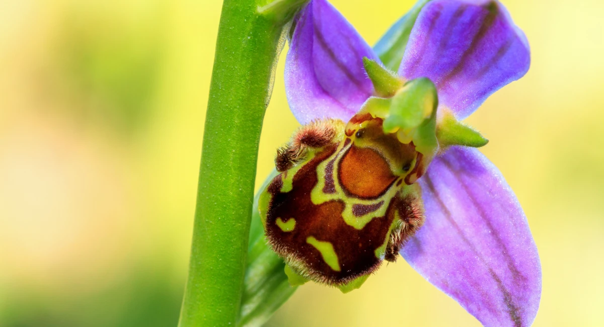 image-banner-stock-ophrys-apifera-500236685.webp