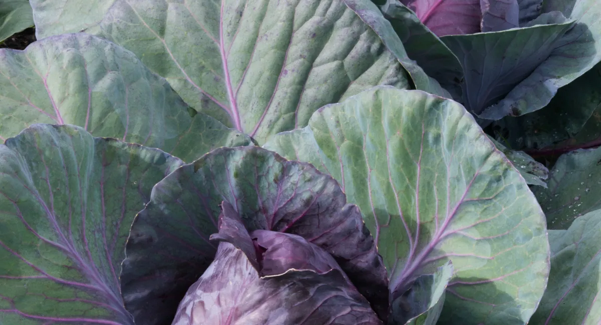 image-banner-stock-red-cabbage-1371692846.webp