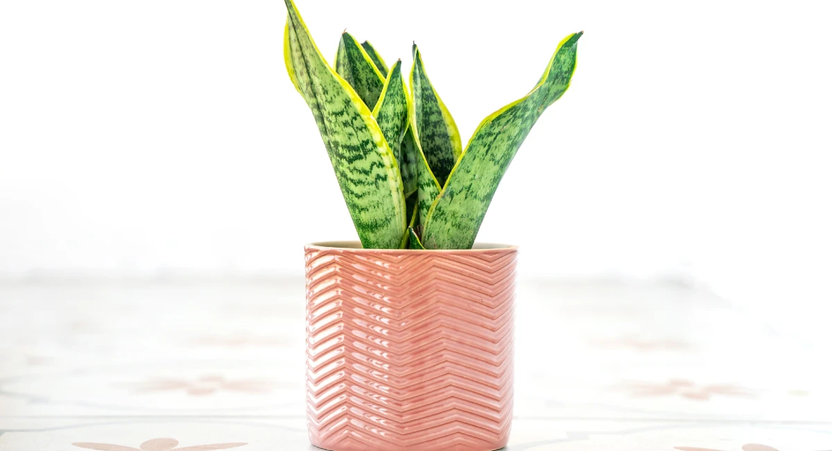 Snake plant in peach fuzz pot