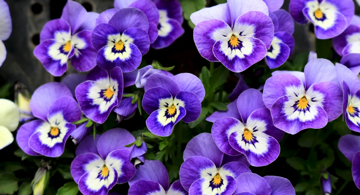 image-banner-stock-pansy-blooming-at-the-roadside-in-winter-1069854014.webp
