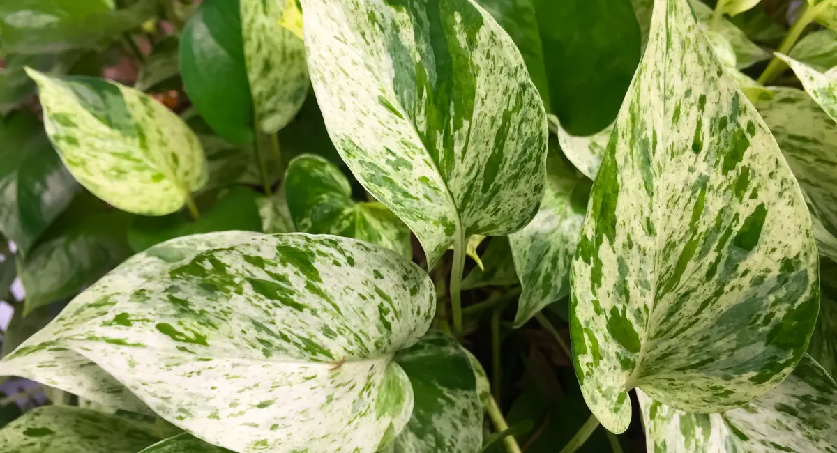 image-banner-stock-the-golden-pothos-were-planted-in-a-potted-plant-1138566534.webp