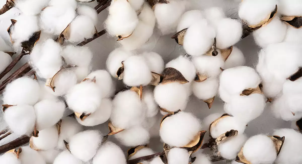 cotton