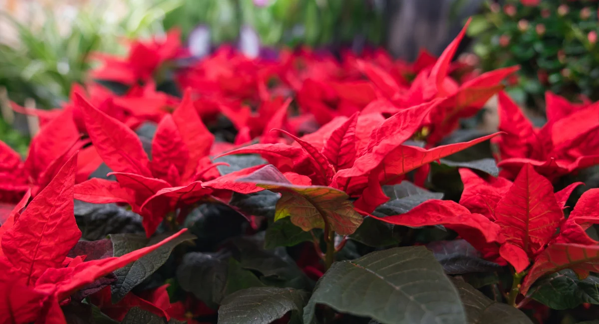 image-banner-stock-red-poinsettia-blooming-1287073257.webp