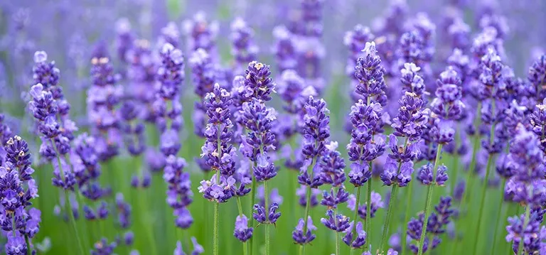 lavender
