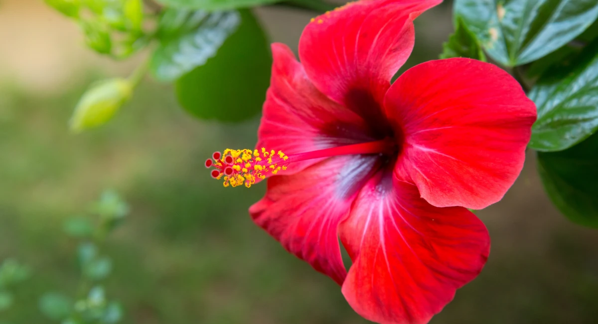 image-banner-stock-red-hibiscus-flower-on-a-green-background--in-the-1141714421.webp