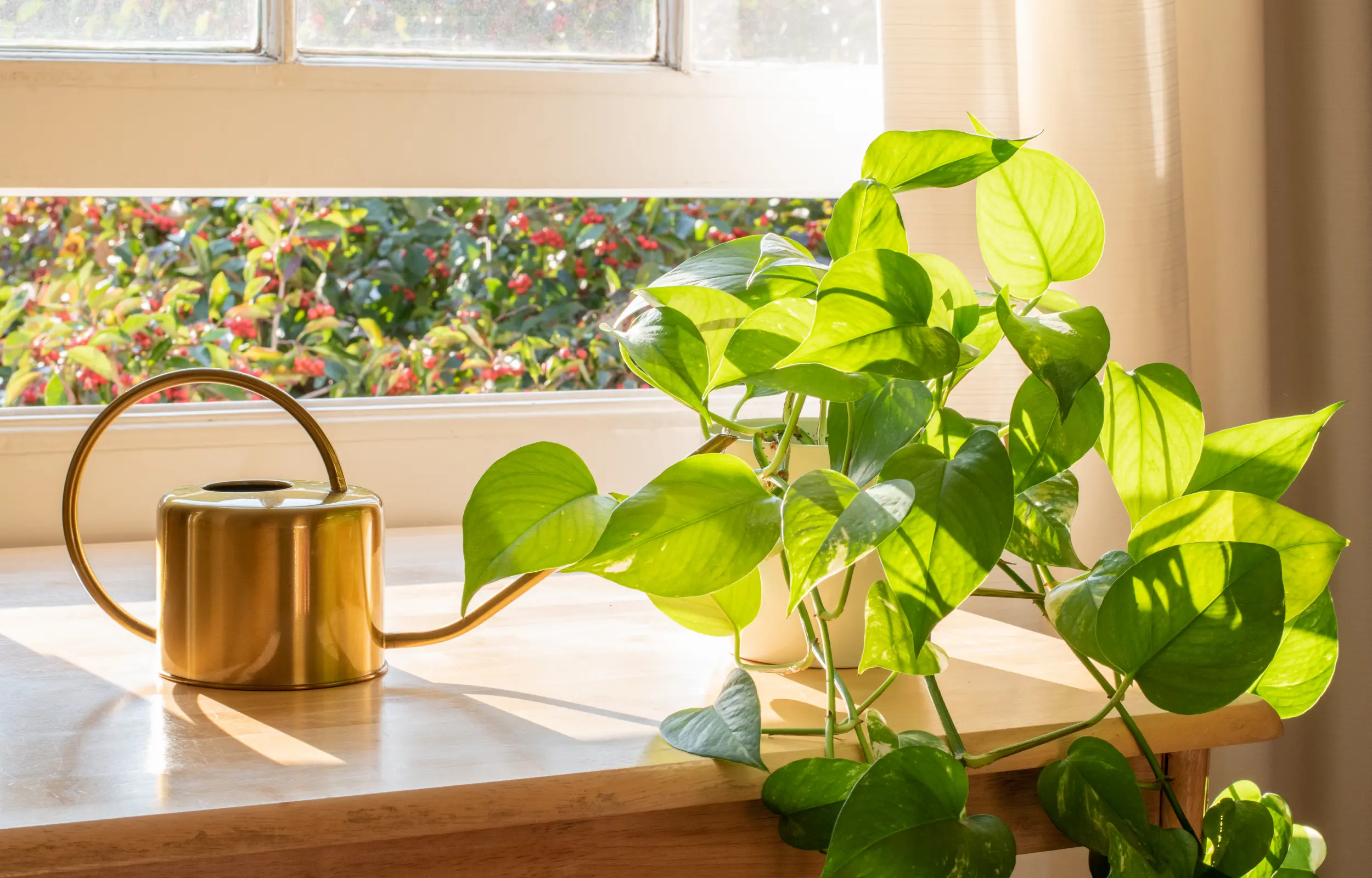 Golden watering can and pothos plant on a windowsill with sunlight streaming in