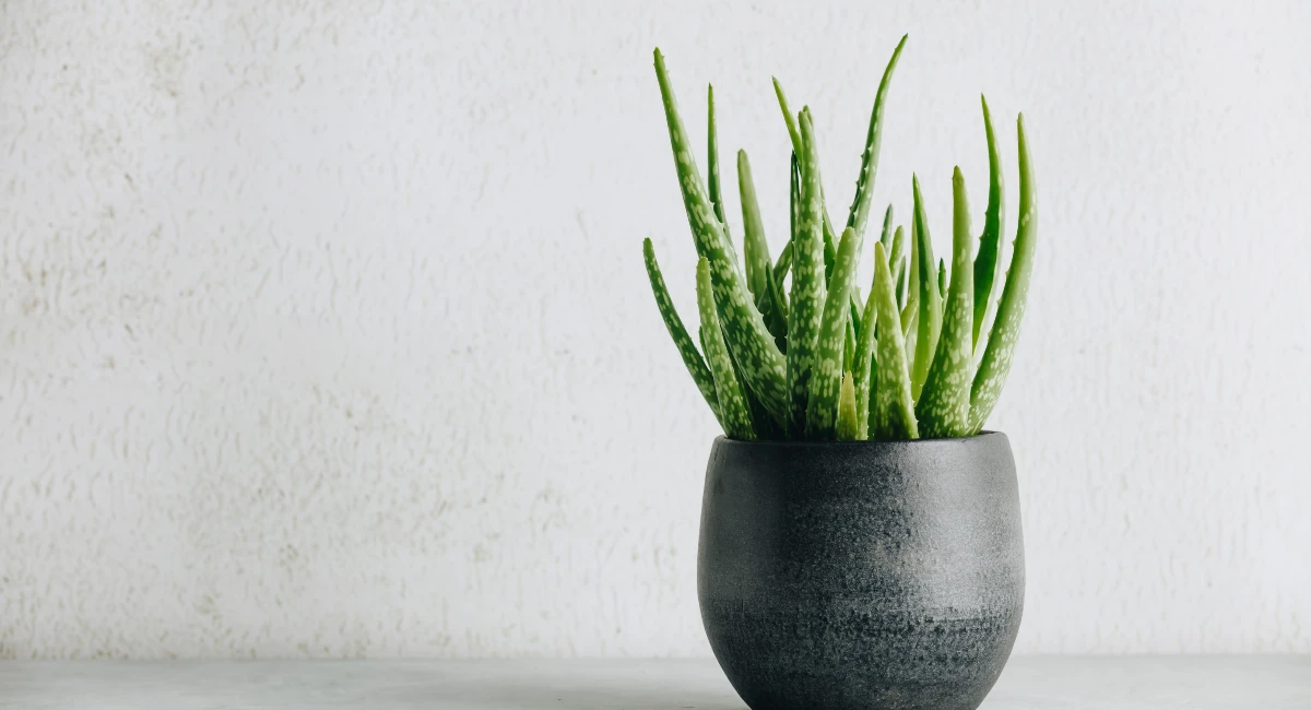 plant pot