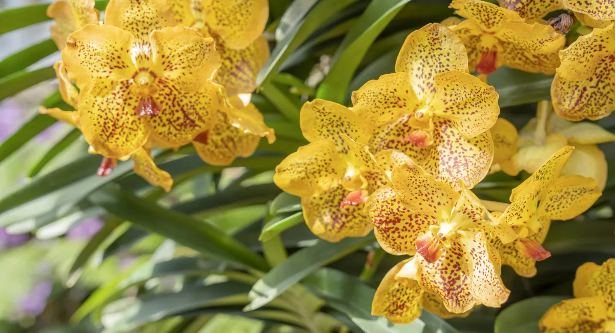 image-banner-stock-flowers-1146985106 (2).webp
